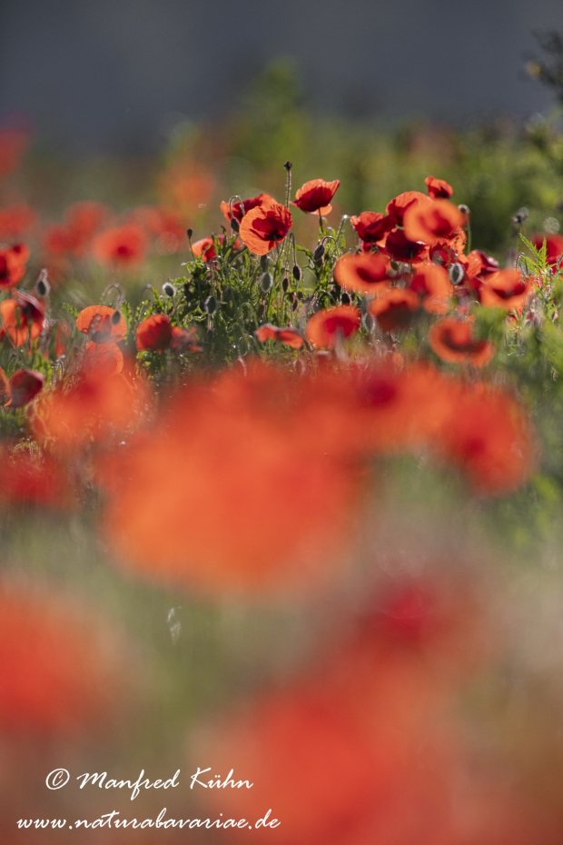 Mohn (Klatschmohn)_0248