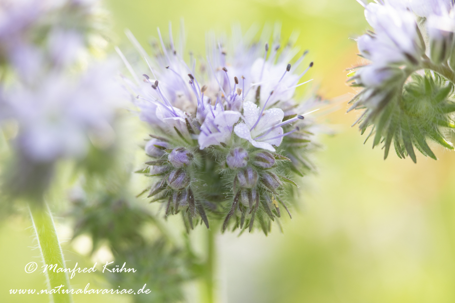 Phacelia  ()_0008