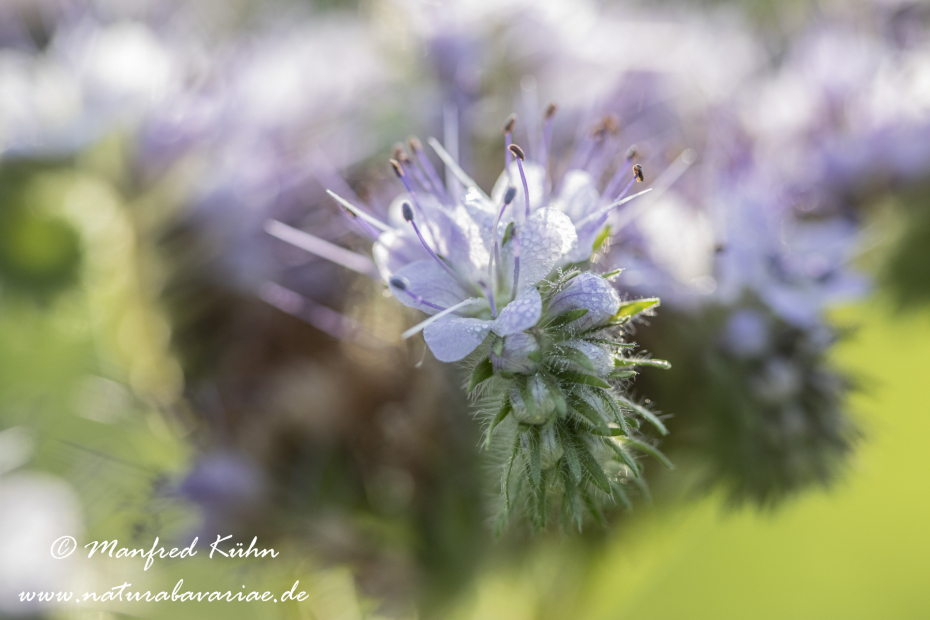 Phacelia  ()_0011