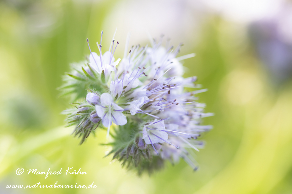 Phacelia  ()_0017