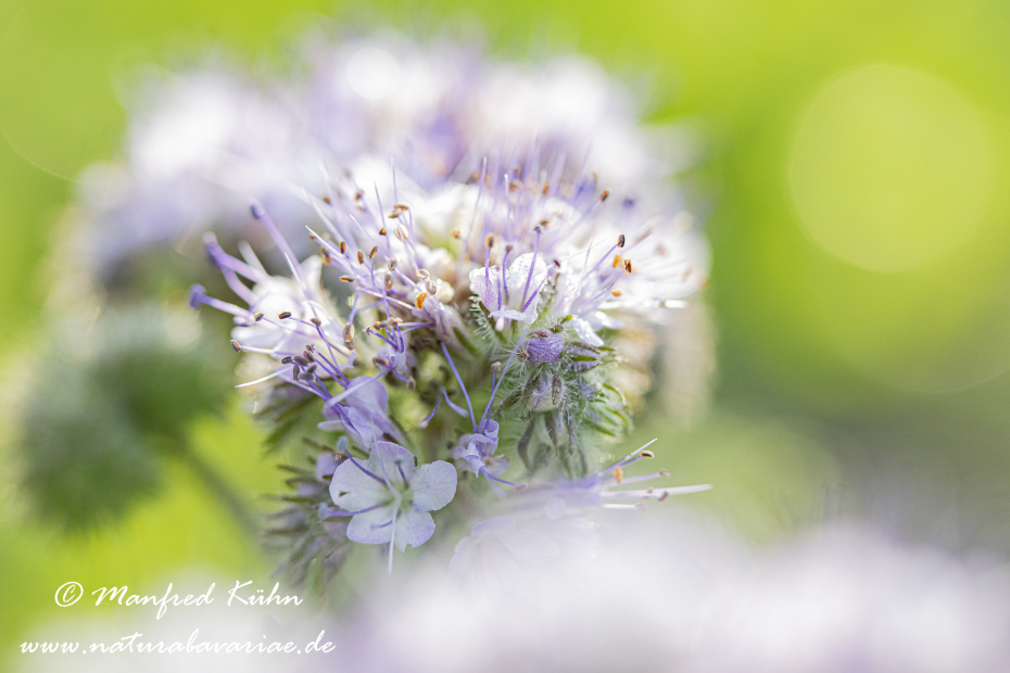 Phacelia  ()_0022