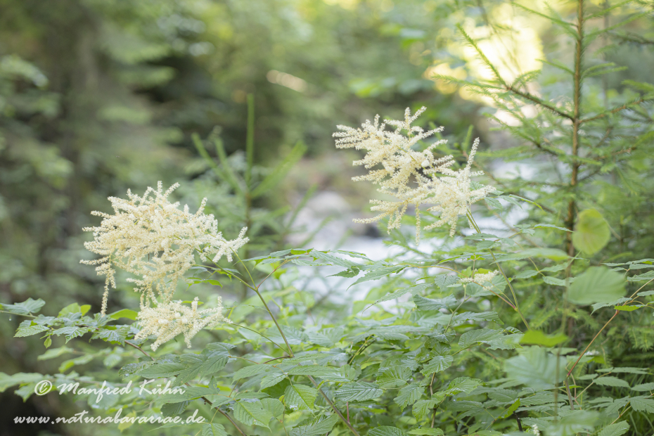 Geissblatt (Wald-)_0002