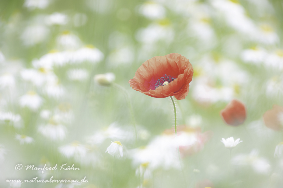 Mohn (Klatschmohn)_0263