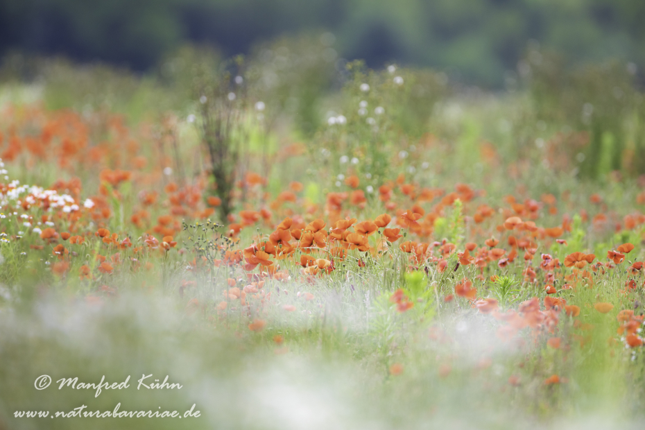 Mohn (Klatschmohn)_0270