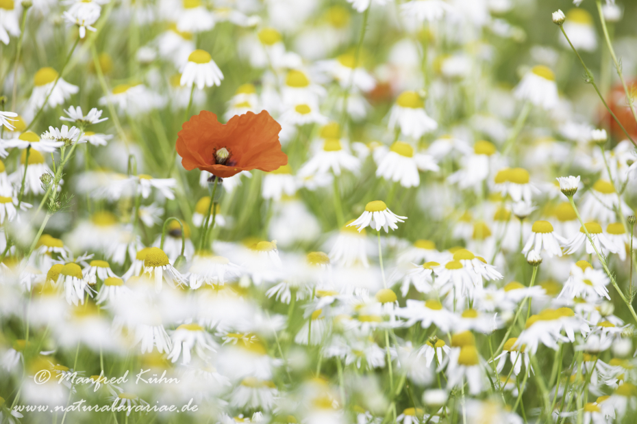 Mohn (Klatschmohn)_0290