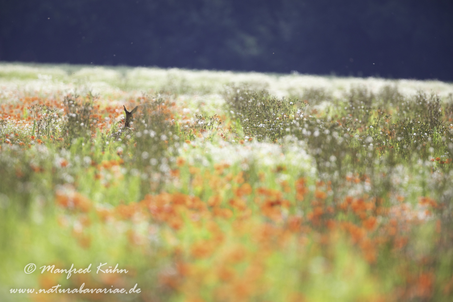 Mohn (Klatschmohn)_0294