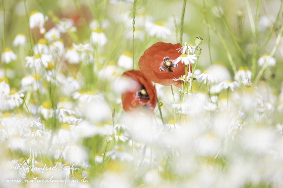 Mohn (Klatschmohn)_0307