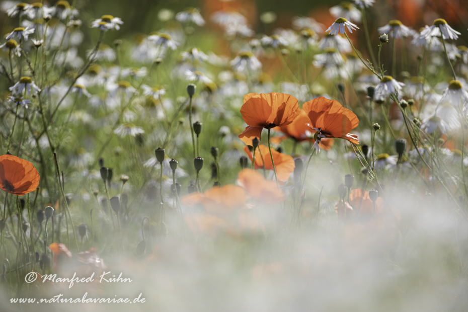 Mohn (Klatschmohn)_0317