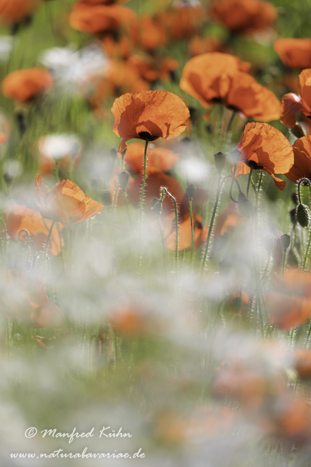 Mohn (Klatschmohn)_0327