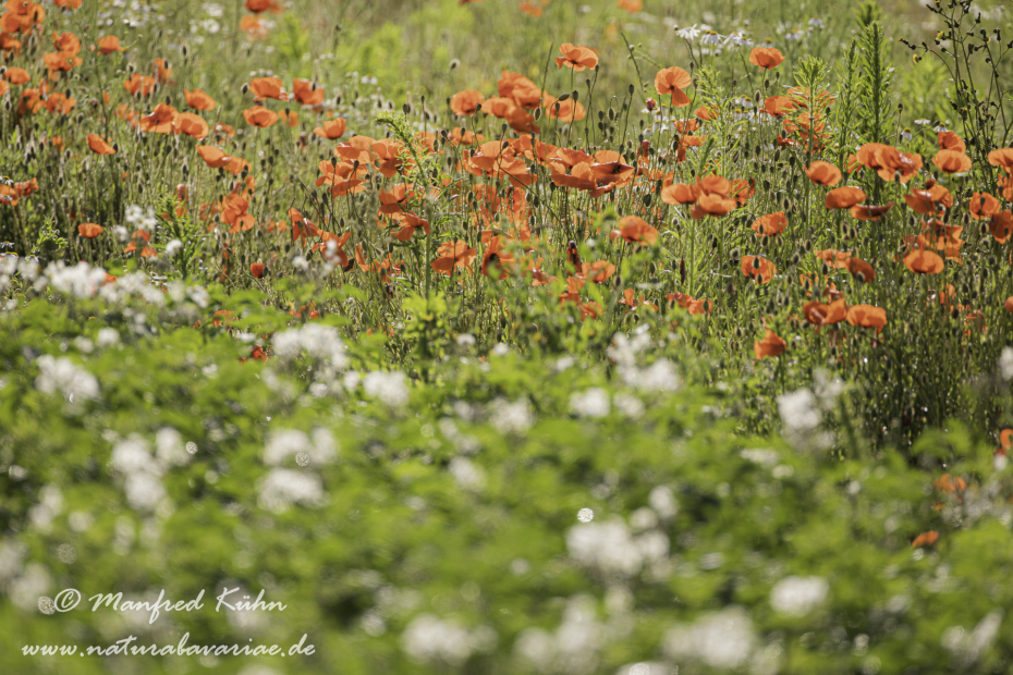 Mohn (Klatschmohn)_0331