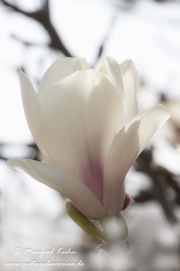 Magnolie ()_0003