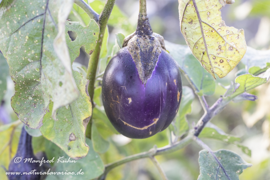 Aubergine ()_0001