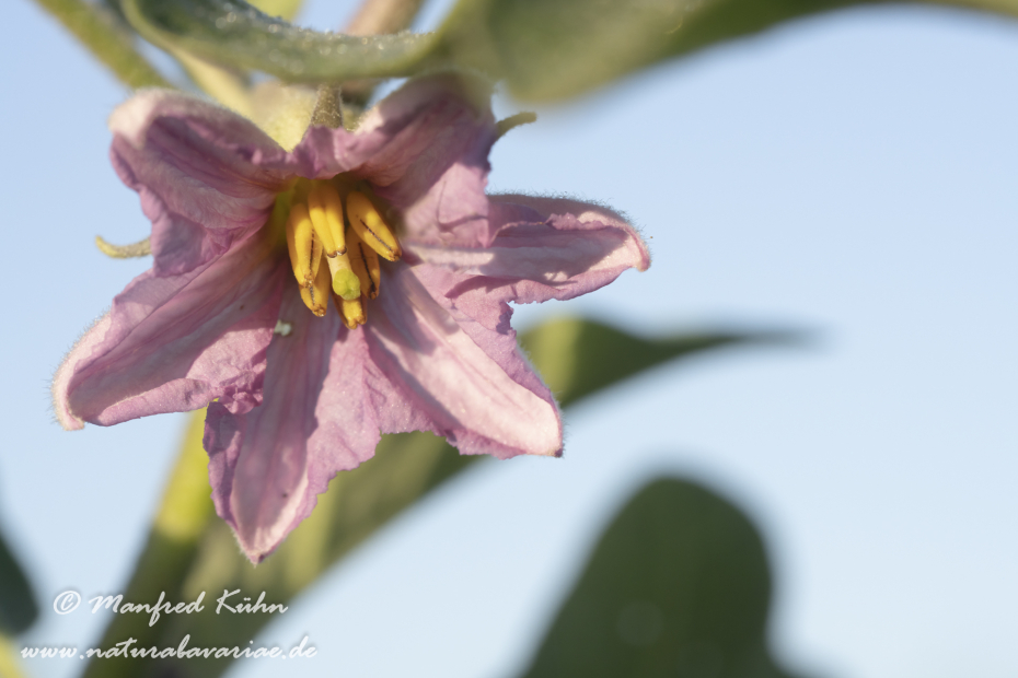 Aubergine ()_0014