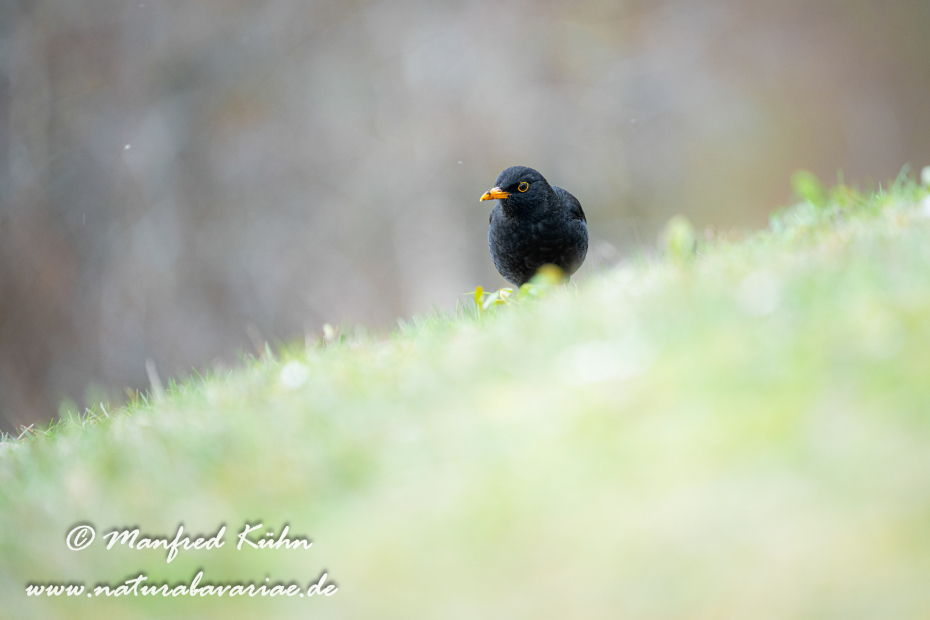 Amsel ()_0178
