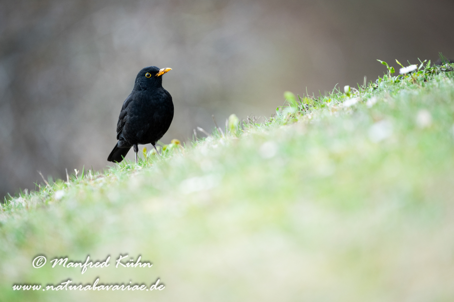 Amsel ()_0181