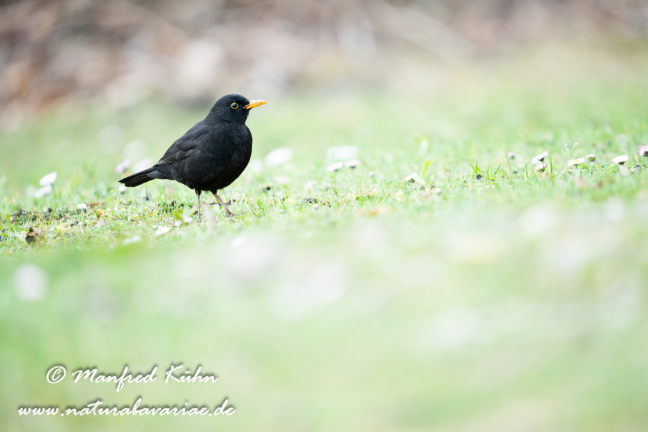 Amsel ()_0182