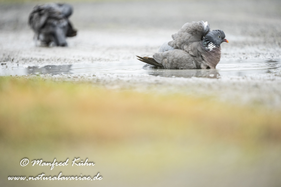 Ringeltaube ()_0119
