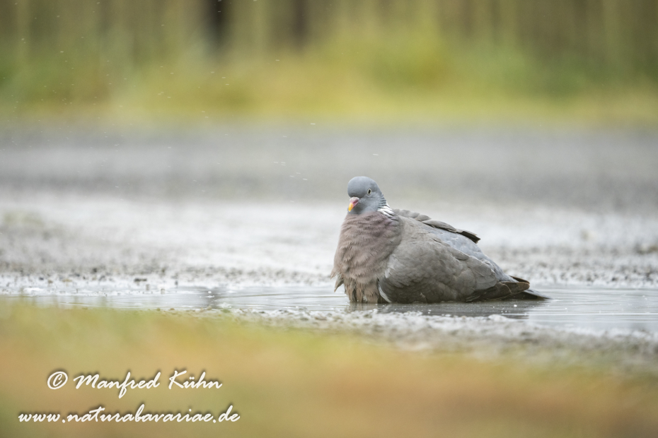 Ringeltaube ()_0136
