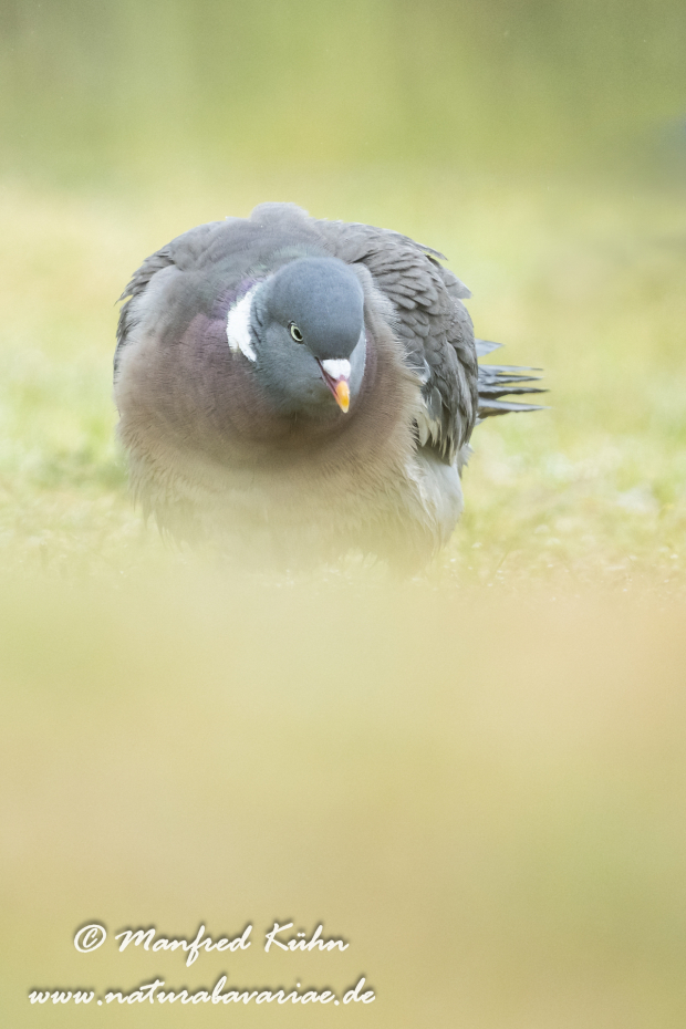 Ringeltaube ()_0137