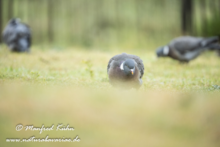 Ringeltaube ()_0138