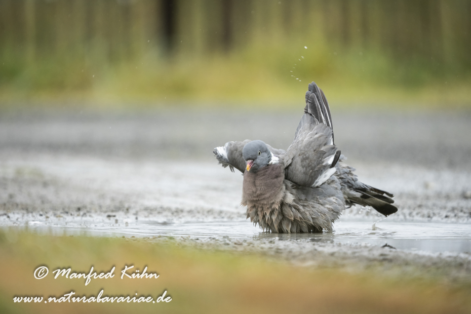Ringeltaube ()_0154