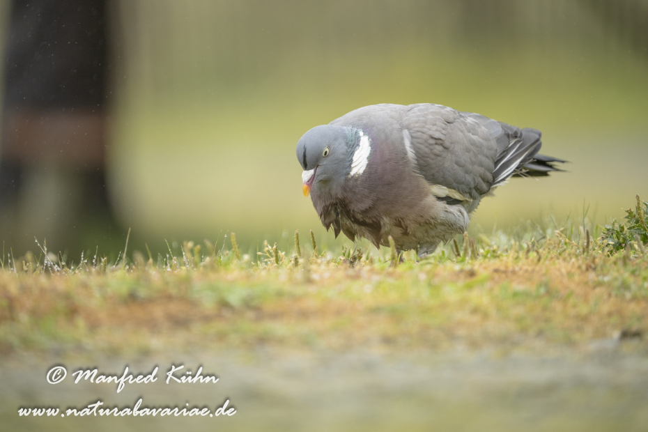 Ringeltaube ()_0158