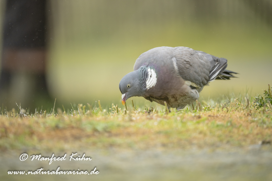 Ringeltaube ()_0159