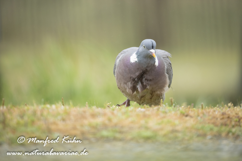 Ringeltaube ()_0163