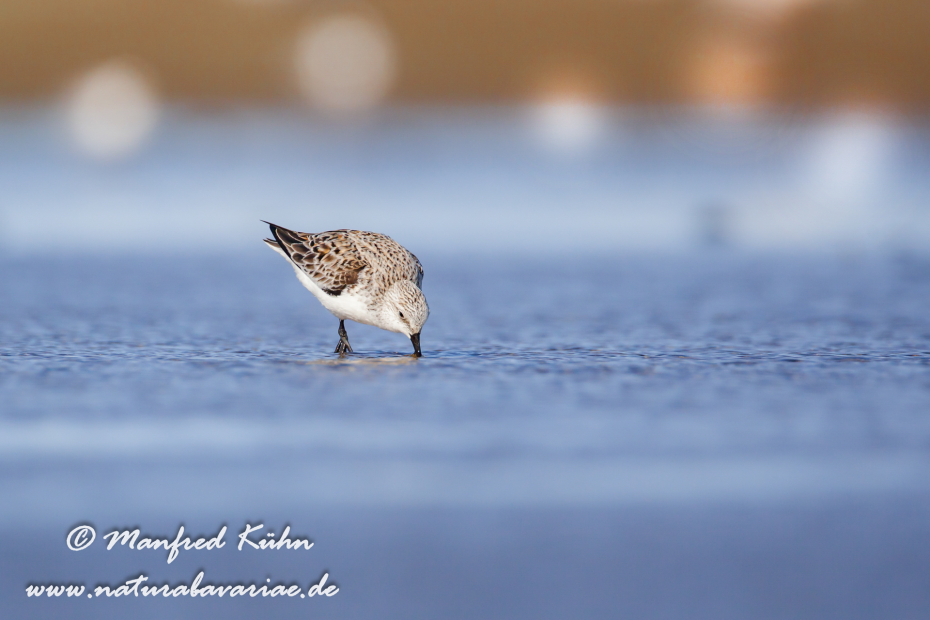 Sanderling ()_0005