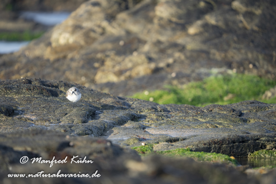 Sanderling ()_0029