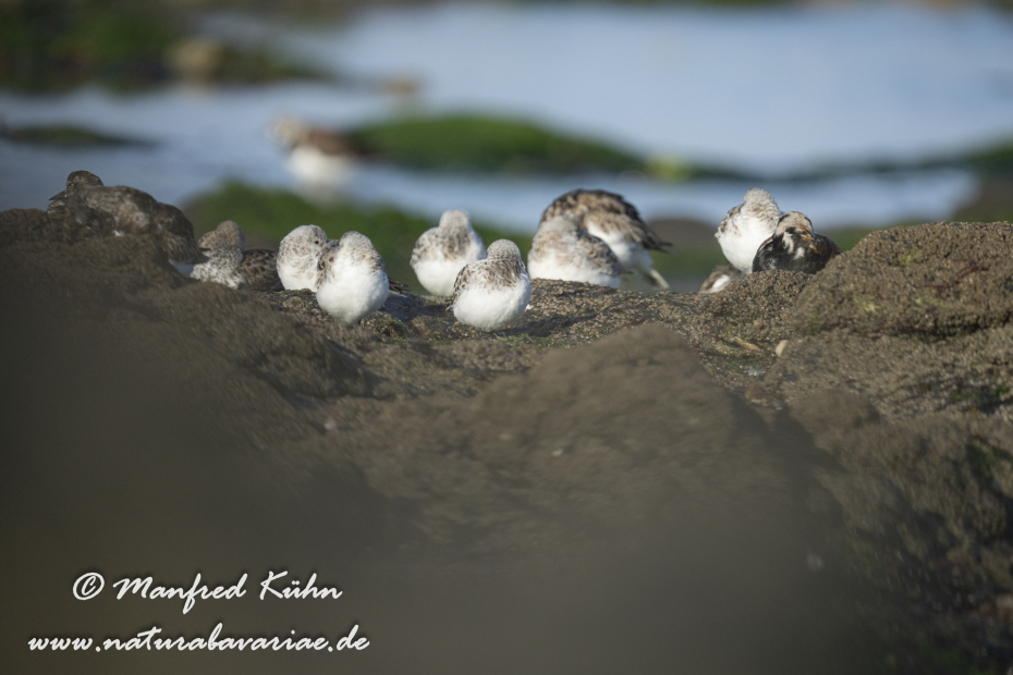 Sanderling ()_0030