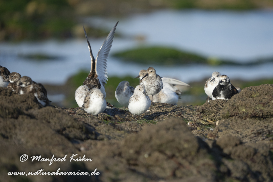 Sanderling ()_0033