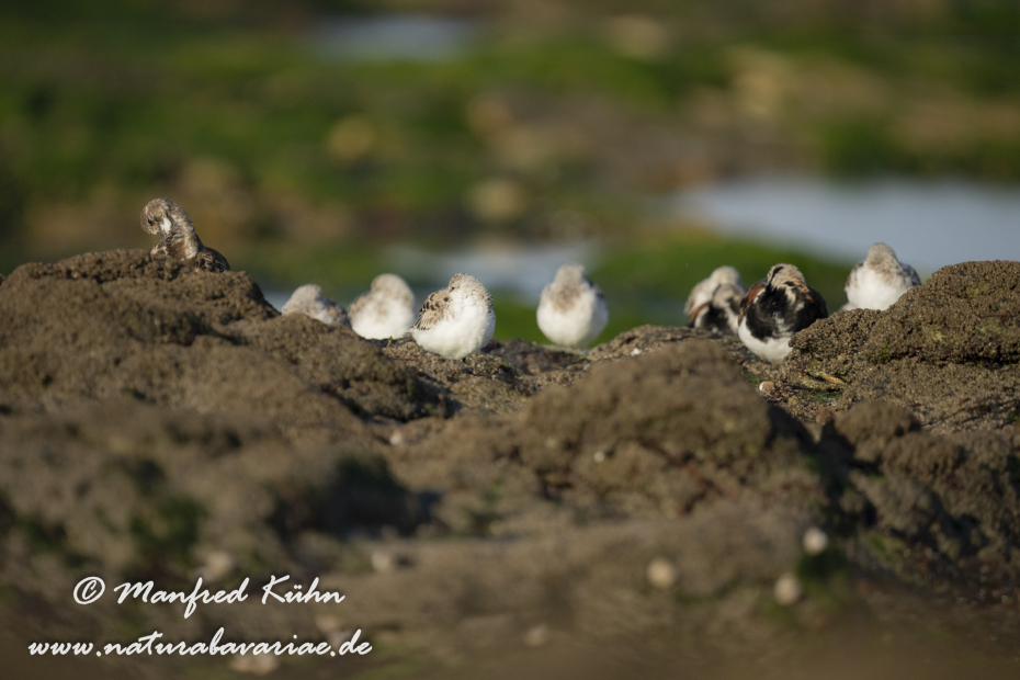 Sanderling ()_0038