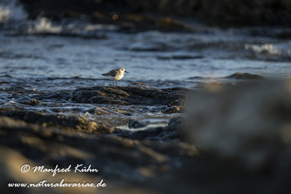 Sanderling ()_0039