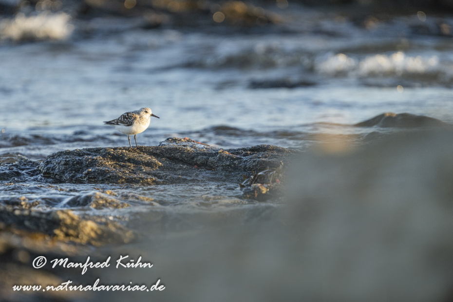 Sanderling ()_0041