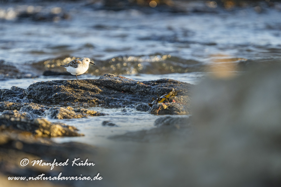 Sanderling ()_0043