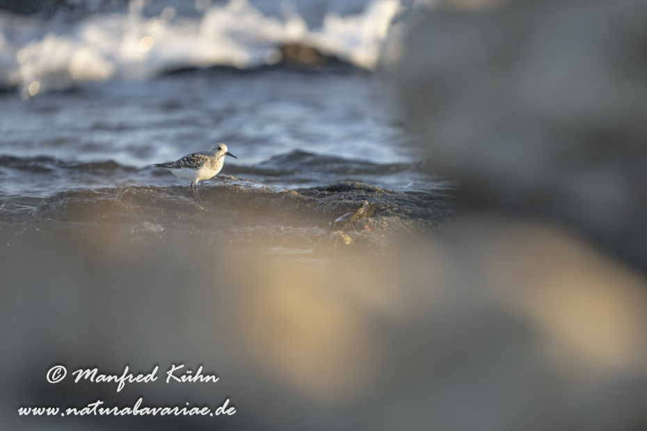 Sanderling ()_0045