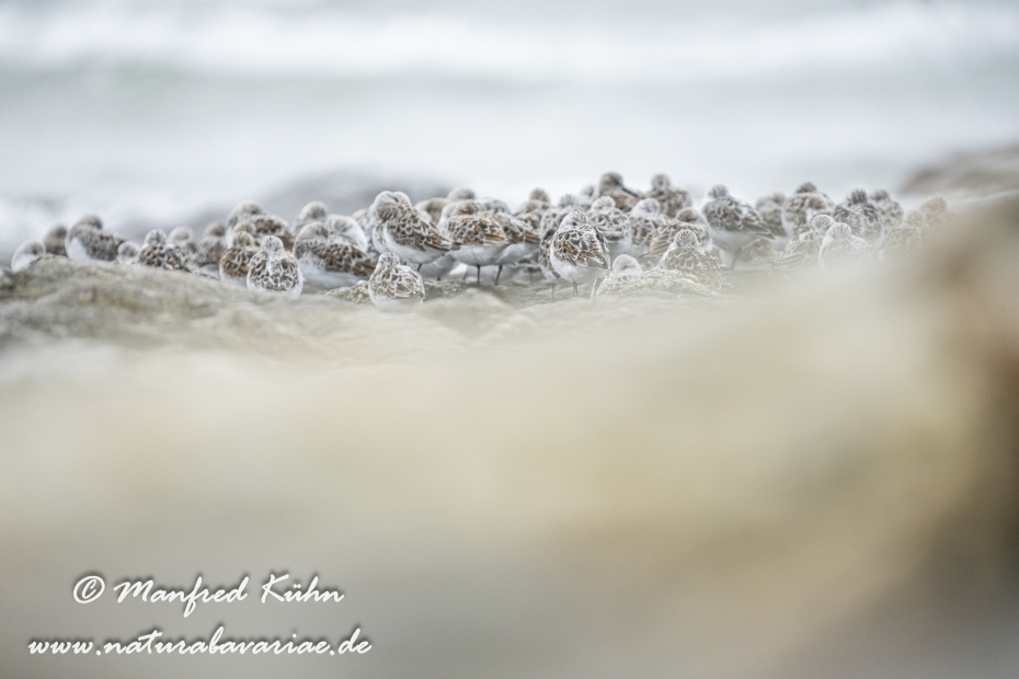 Sanderling ()_0049