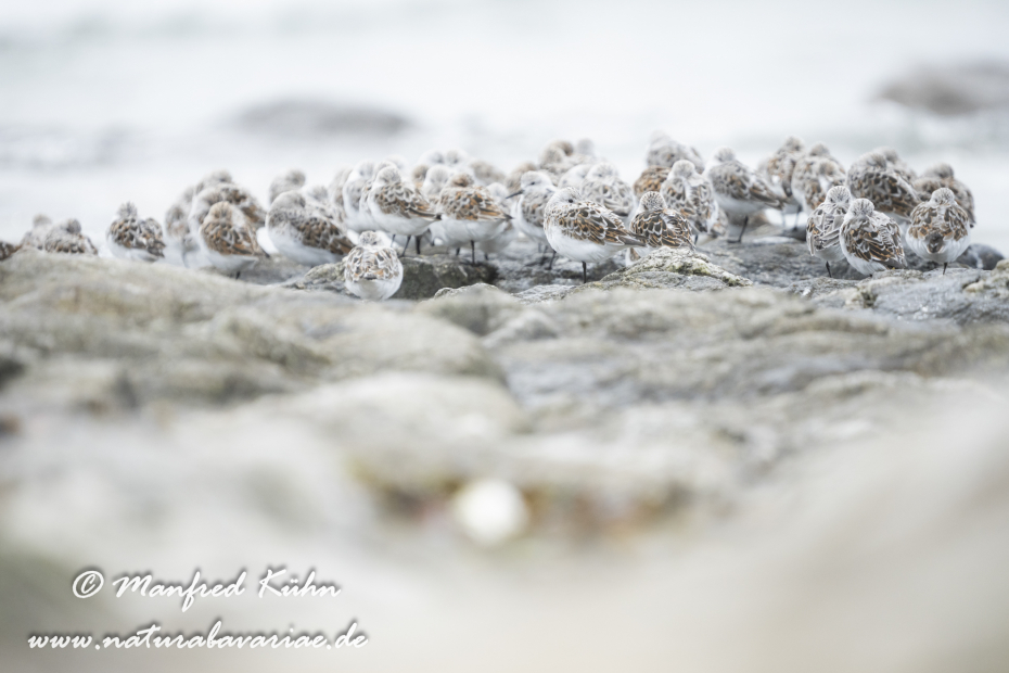 Sanderling ()_0050