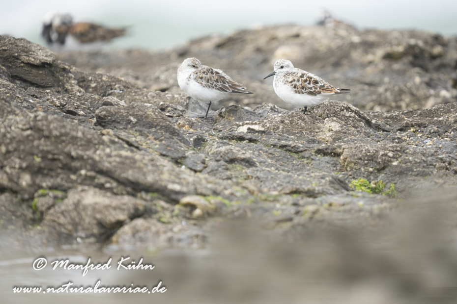Sanderling ()_0053
