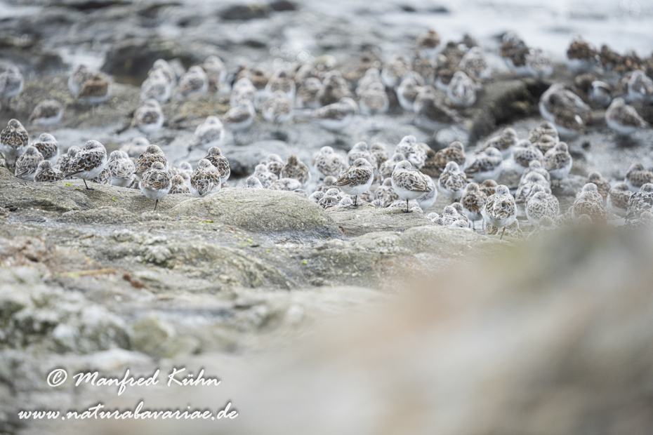 Sanderling ()_0055