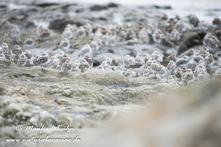 Sanderling ()_0056