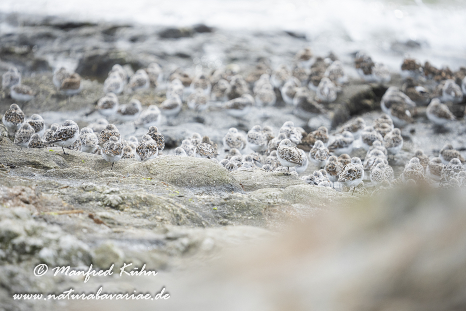 Sanderling ()_0059