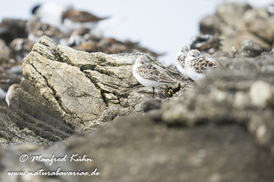 Sanderling ()_0060