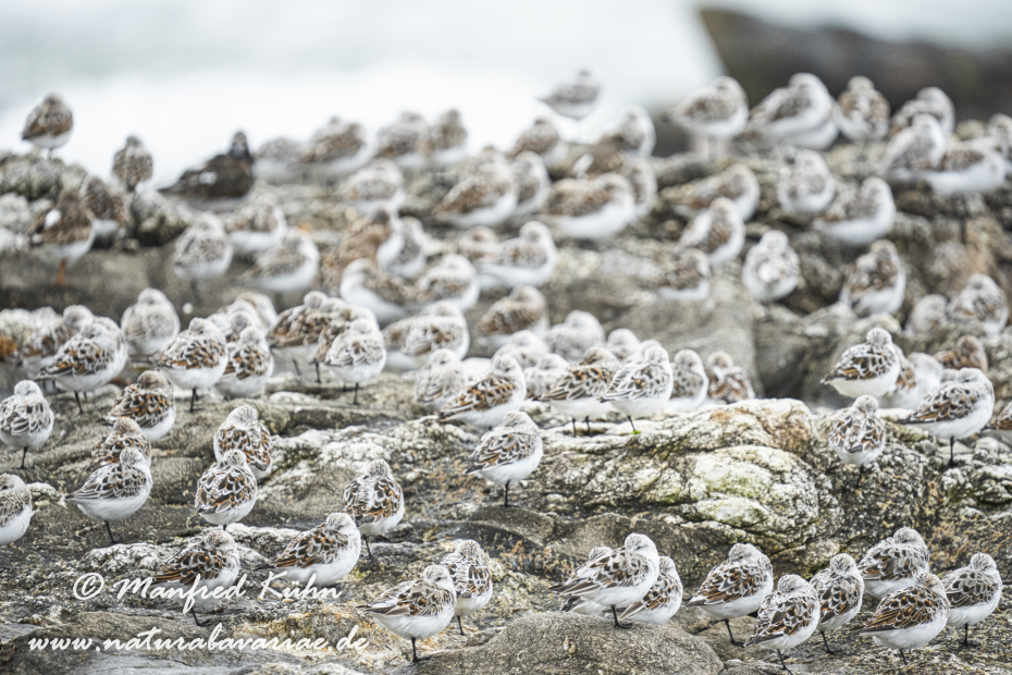 Sanderling ()_0061
