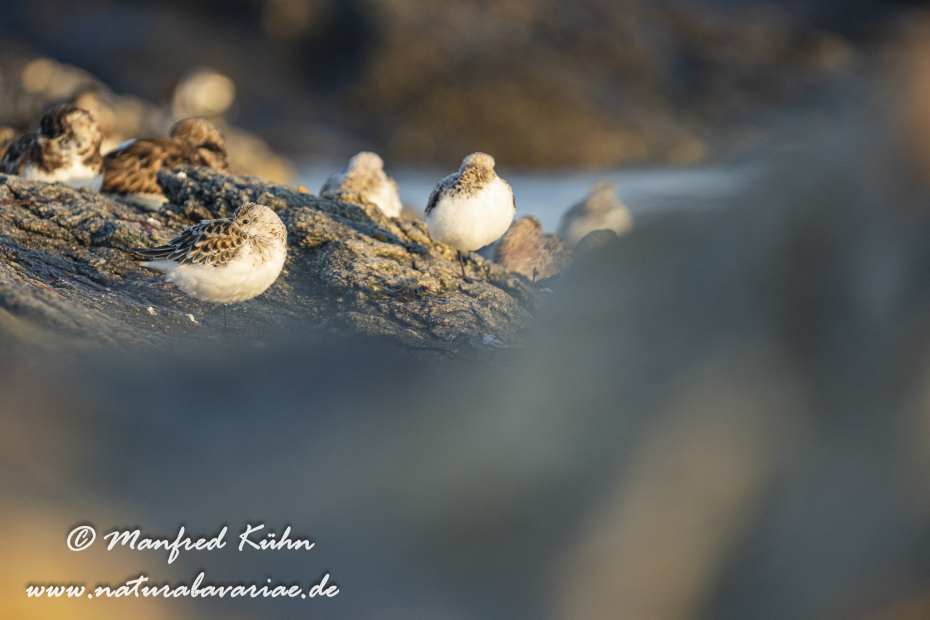 Sanderling ()_0062