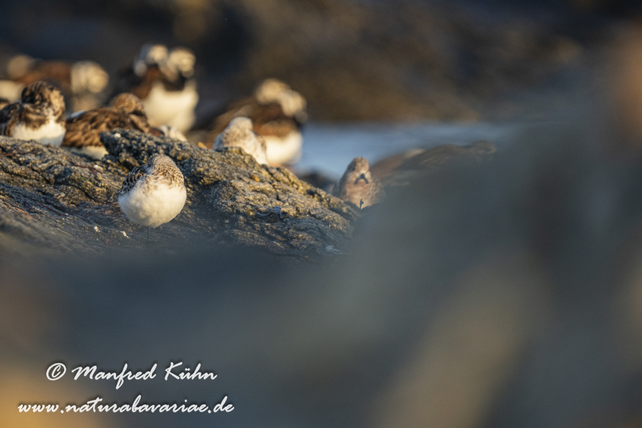 Sanderling ()_0064
