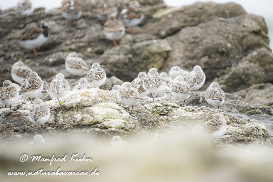 Sanderling ()_0068