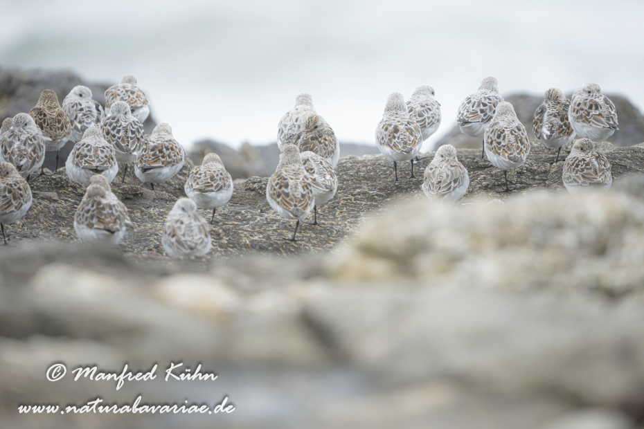 Sanderling ()_0069