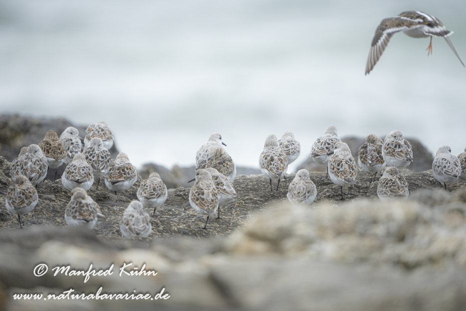 Sanderling ()_0071